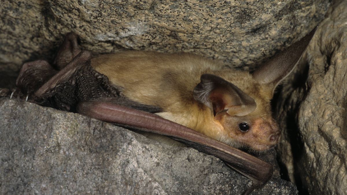 Rabies Risk: Invisible Wounds May Lead to Fatal Infection – Experts Warn