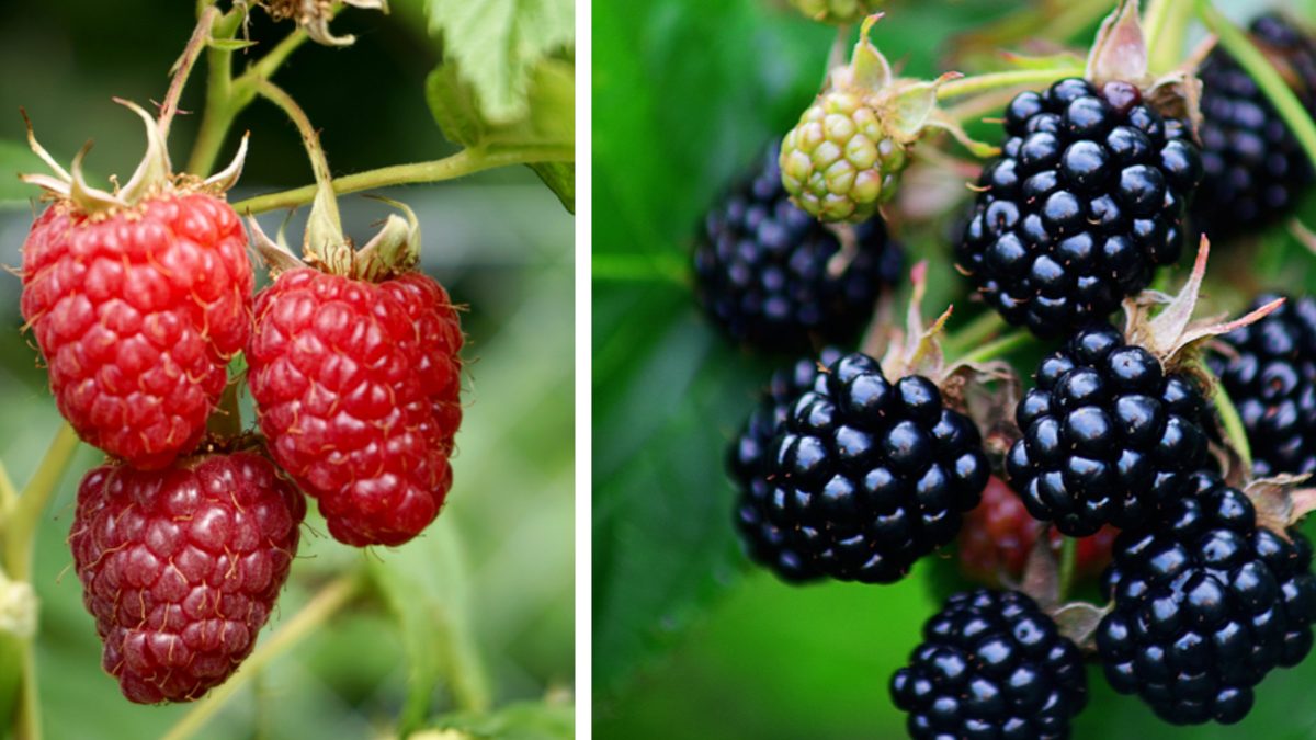 Raspberries vs. Blackberries: Which Berry Packs More Health Benefits?