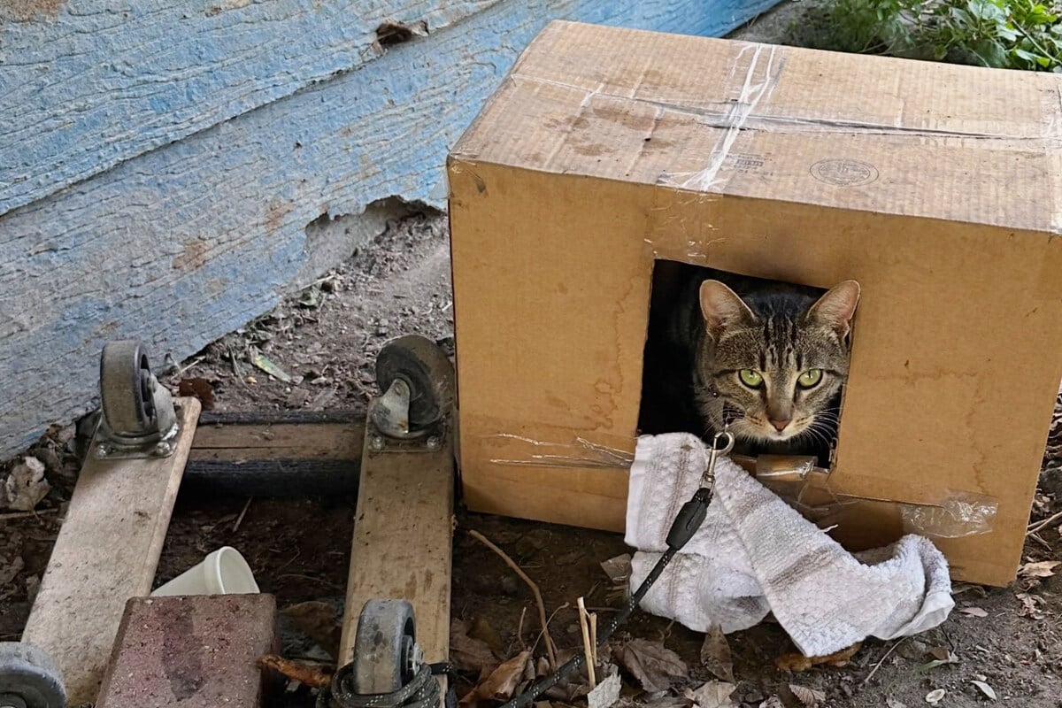 Rescuers Scan Cat’s Microchip: The Shocking Truth They Discover