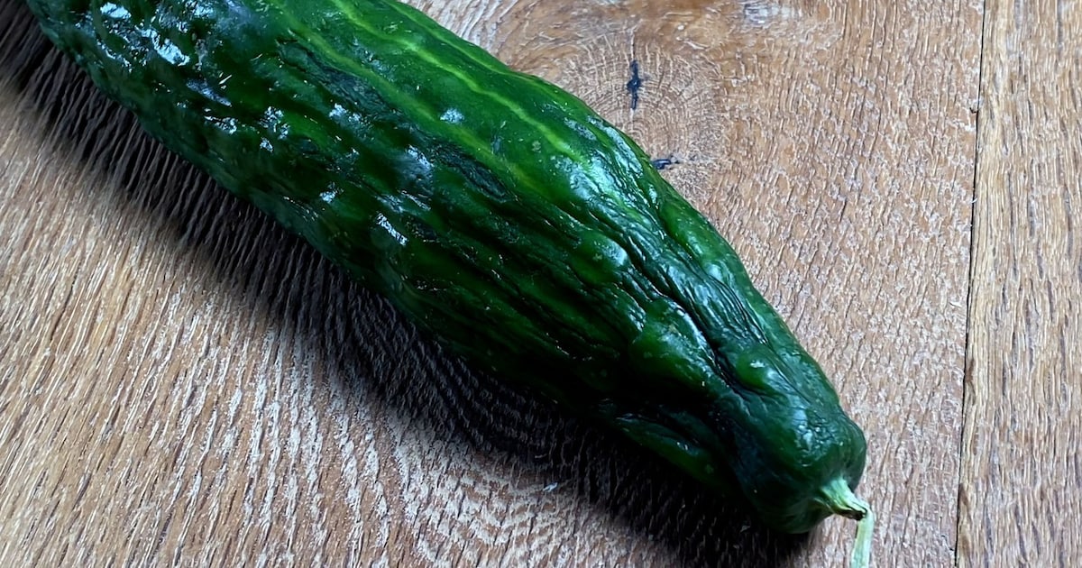 Revive Your Wilted Cucumbers: Simple Tricks to Make Them Crisp Again!
