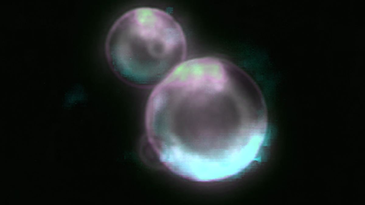 Revolution in Synthetic Life: Scientists Create First Self-Dividing Cell
