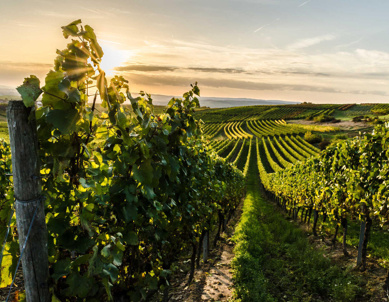 Shocking Crisis: 900 German Vine Growers Face Bankruptcy Concerns