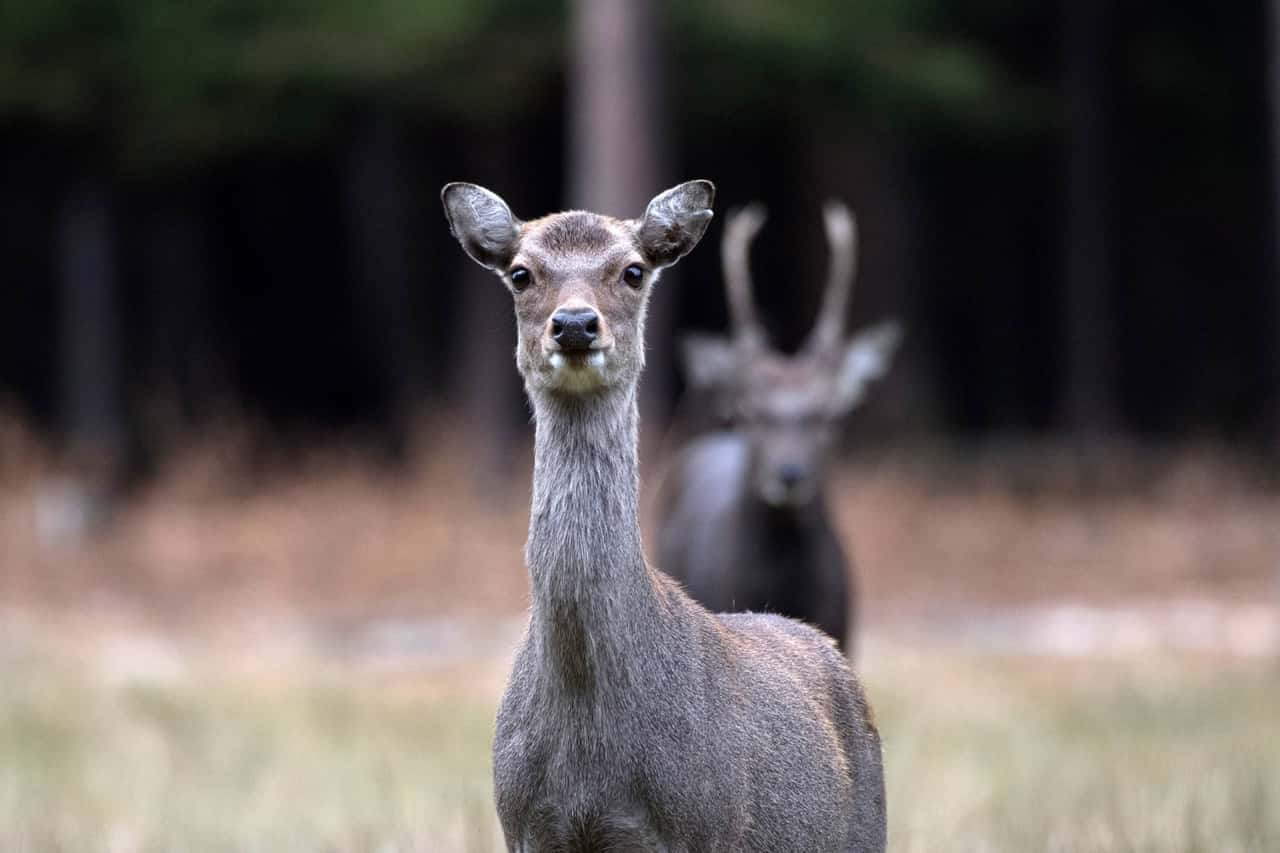 Sikawild Regulations: Impact of EU Ban on Wildlife Keepers Explained