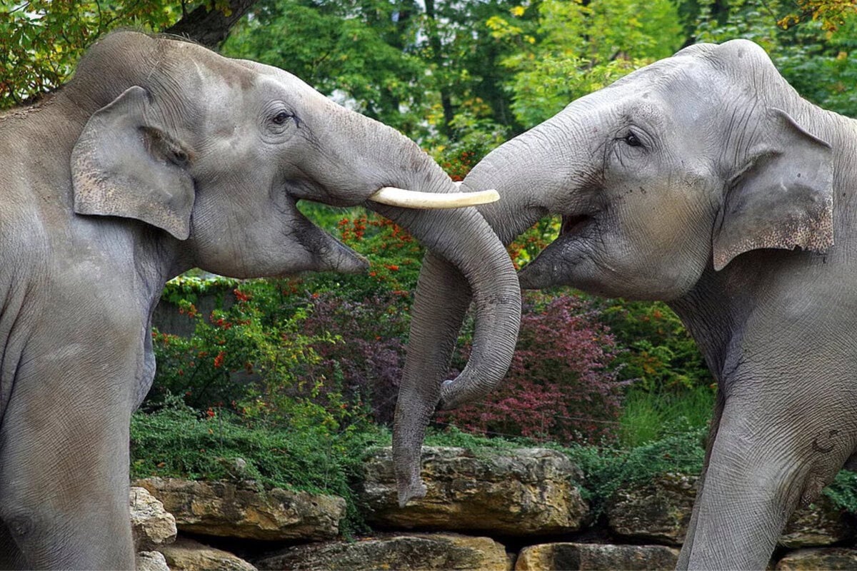Tension at Leipzig Zoo: Caretakers on Alert for Elephants’ Reunion