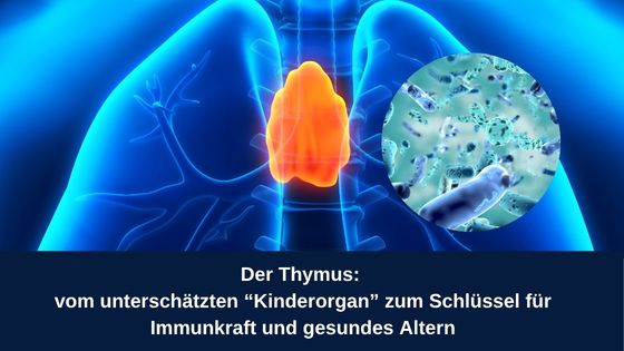 The Thymus: Key to Immune Strength and Healthy Aging Unveiled
