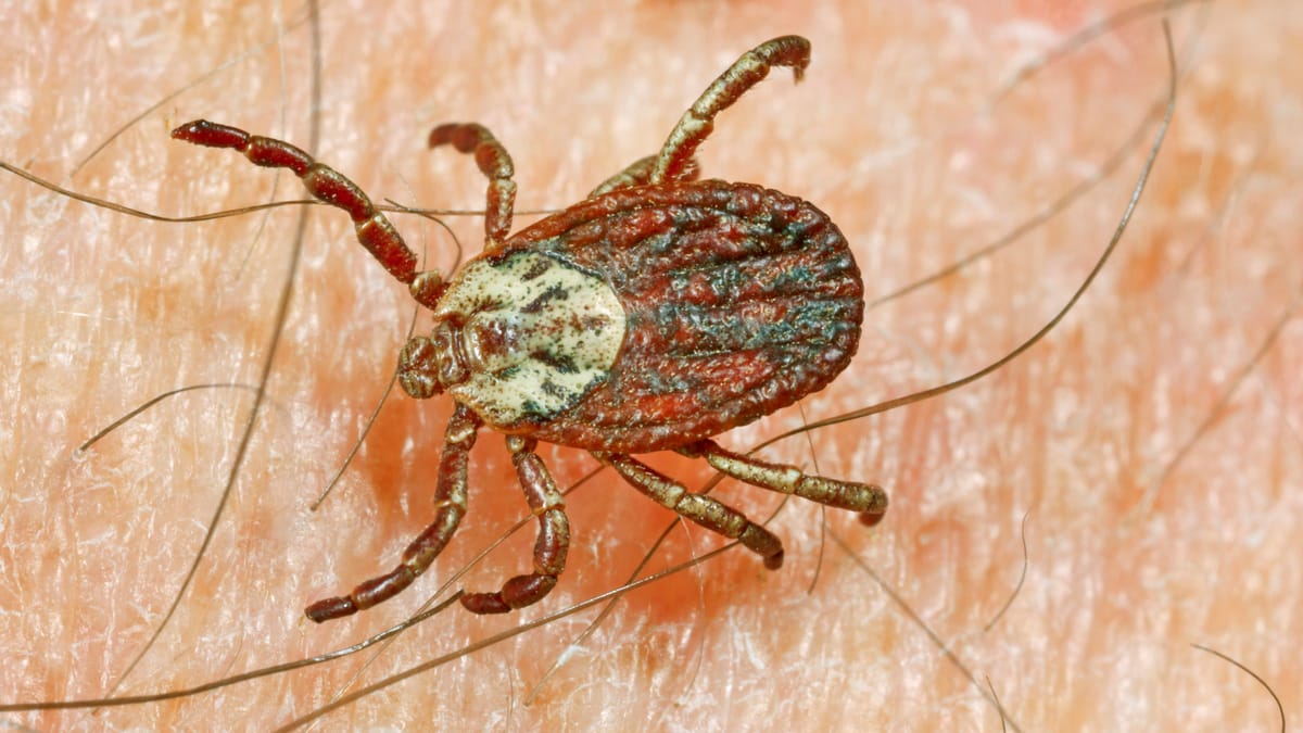 Ticks in Italy: Protect Yourself During Your Südtirol and Veneto Vacation!