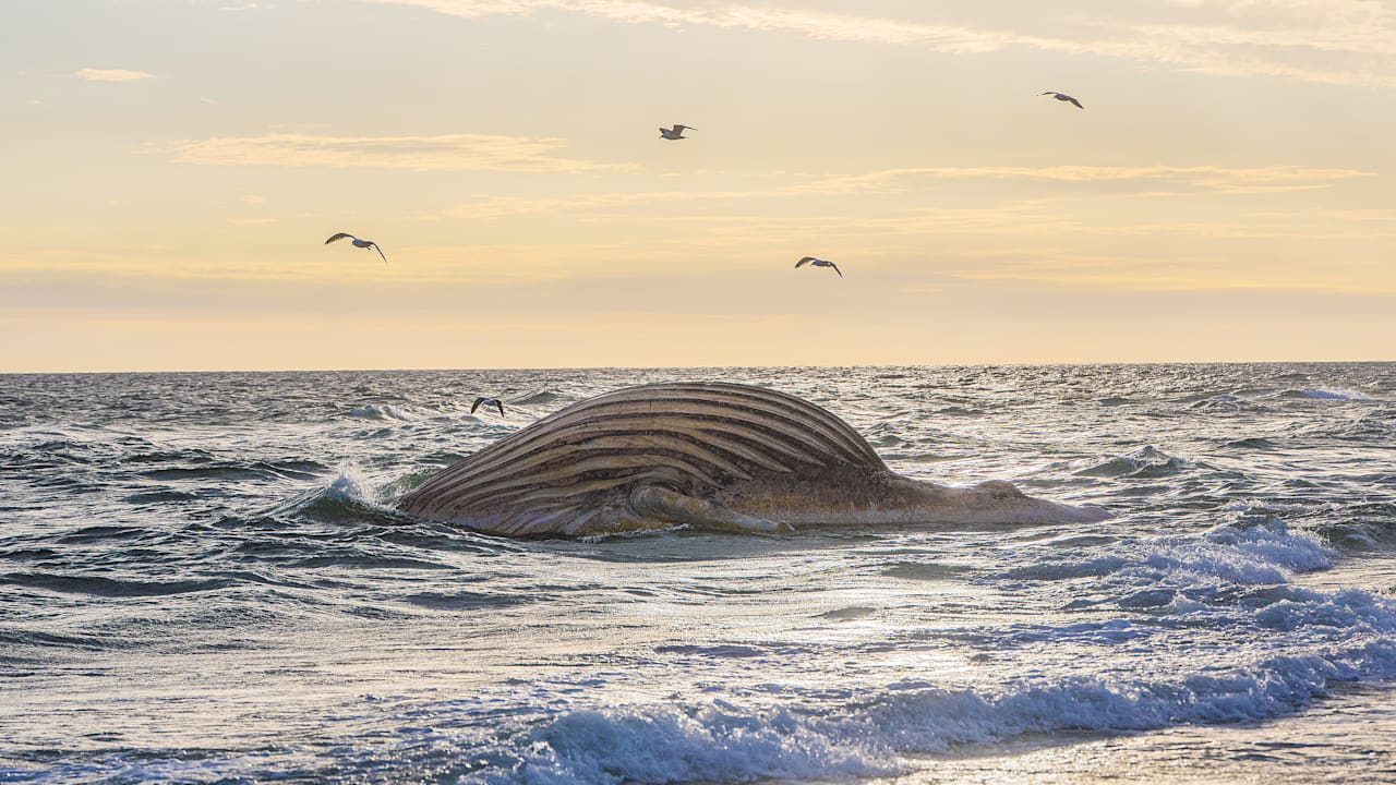 Timmy the Whale Takes Center Stage: An Emotional Dramatic Journey