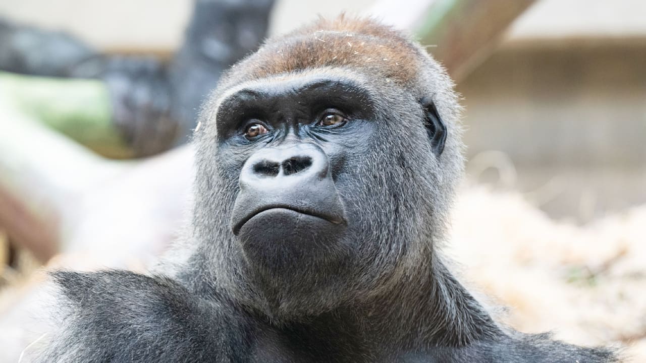 Tragic Gorilla Deaths: Silverback Yeba Claims Baby and Mobali