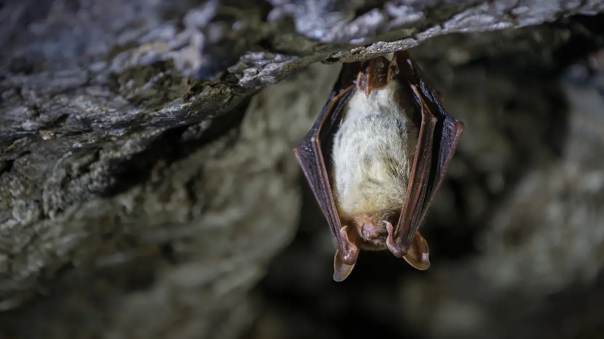 Tragic Incident: 11-Year-Old in Canada Dies After Bat Encounter and Rabies