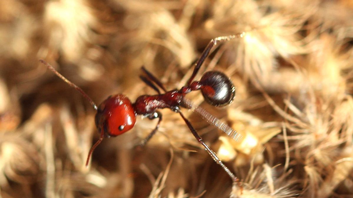 Underground Ant Trade: The Surge of Illegal Exotic Pets in Europe
