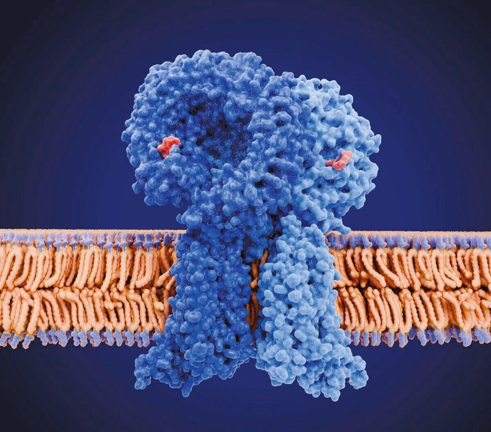 Understanding Gender Differences in Immunology: Key Insights Revealed
