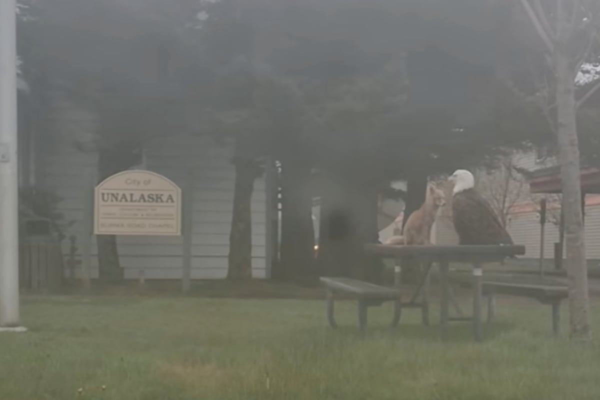 Unexpected Meeting in Alaska: Bald Eagle and Fox Spotted on Table!