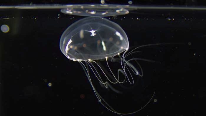 Unlocking Longevity: The Jellyfish That Heals Itself in Minutes