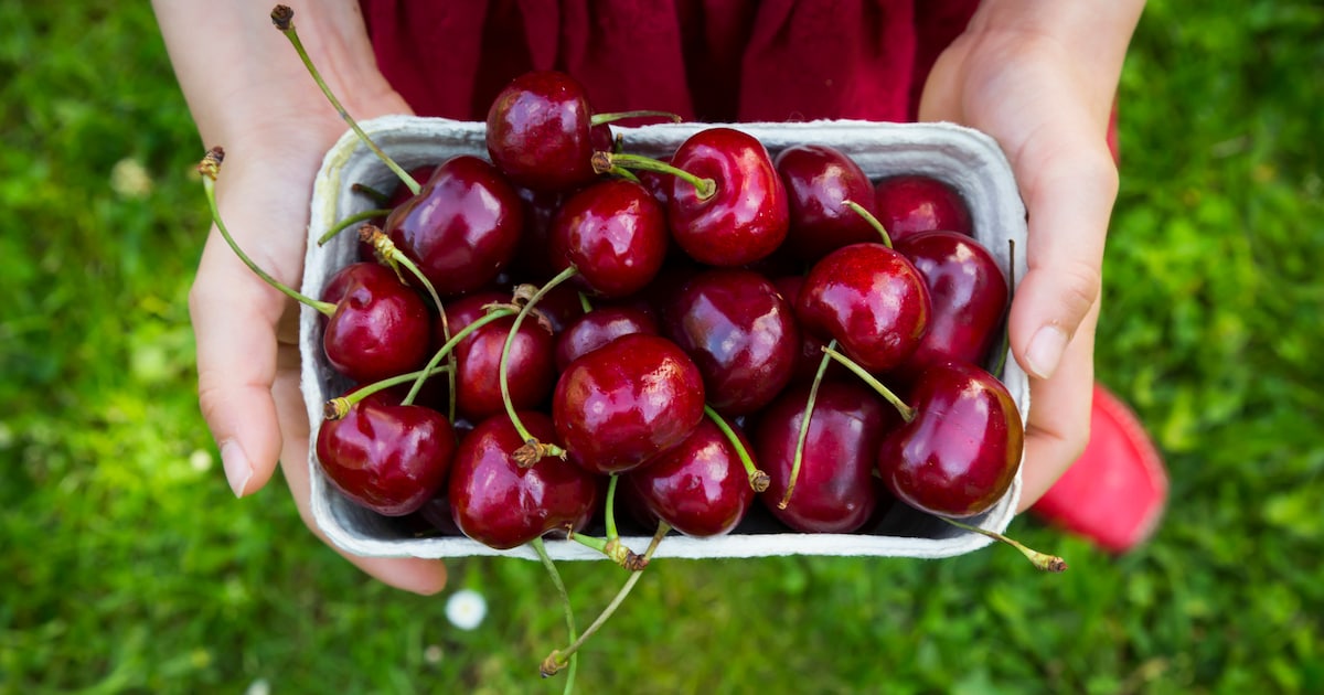 What Happens to Your Body When You Eat Cherries Every Day?