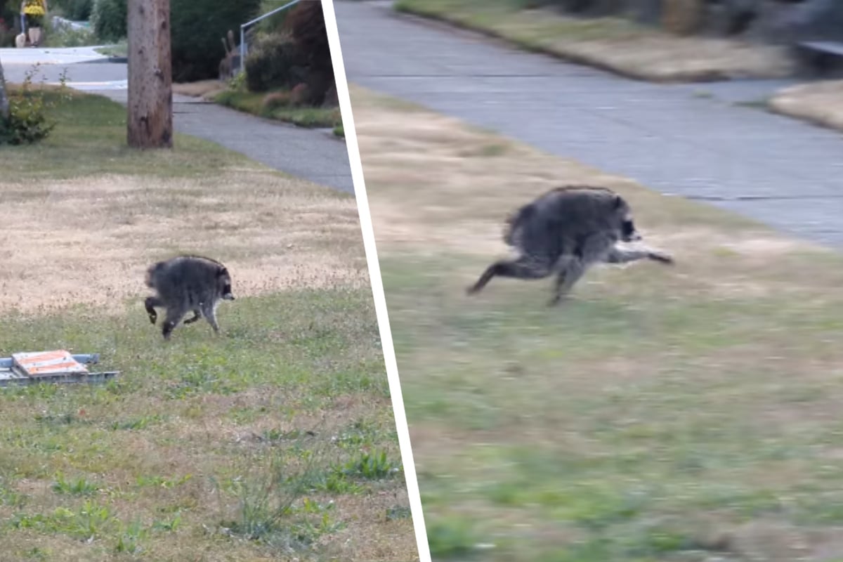 Woman Spots Strange Creature on Evening Walk: “I’ve Never Seen Anything Like It!”