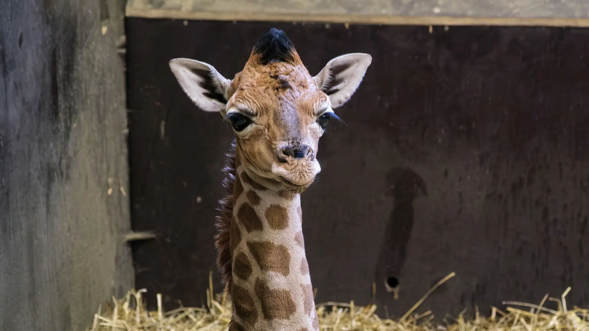Zoo Schwerin: Tragic Loss of Giraffe Calf “Kato” After Health Decline